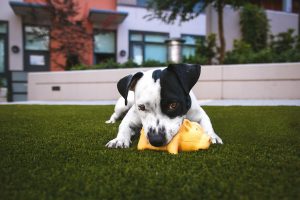 Read more about the article Is artificial grass suitable for dogs?